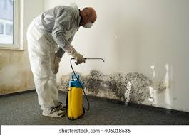 Why You Should Choose Our Mold Remediation Services in Byhalia, MS